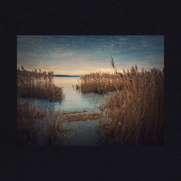 Dry reed in the frozen lake by psychoshadow